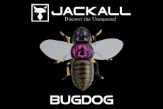 Jackall BugDog